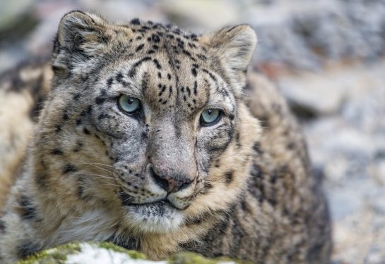 Reaparece el leopardo de las nieves