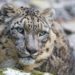 Reaparece el leopardo de las nieves