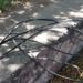 Hombre es sorprendido robando cable en Boulevard Río Santiago