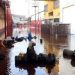 Causan fuga de agua al reparar tubería en Tepito