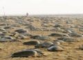 Miles de tortugas en playas vacías de la India