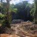 Guardianes de la Amazonia son asesinados durante cuarentena