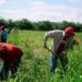Trabajadores agrícolas mexicanos dan positivo al Civid-19 en Canadá