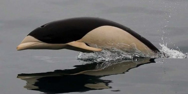 Extraño delfín liso en las aguas del estrecho de Magallanes