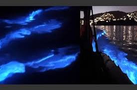 Delfines luminosos aparecen en las playas de California