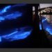 Delfines luminosos aparecen en las playas de California