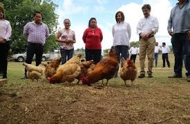 DIF distribuirá 2 MIL 141 paquetes para granjas avícolas