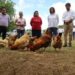 DIF distribuirá 2 MIL 141 paquetes para granjas avícolas