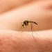 Jalisco registra 220 casos de dengue