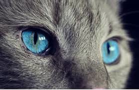 Parásitos que viven en gatos se contagian a adultos y niños