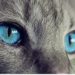 Parásitos que viven en gatos se contagian a adultos y niños