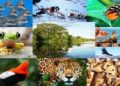 Investigadores analizan como la pérdida de biodiversidad favorecerá más virus letales