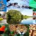 Investigadores analizan como la pérdida de biodiversidad favorecerá más virus letales