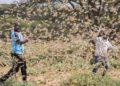 Plaga de langosta africana ataca Medio Oriente y al sureste asiático
