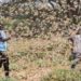 Plaga de langosta africana ataca Medio Oriente y al sureste asiático