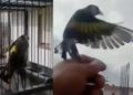 #Video Hombre arrepentido libera a sus pájaros después de vivir confinado