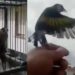 #Video Hombre arrepentido libera a sus pájaros después de vivir confinado