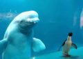 #Video Ballenas beluga juegan con un pingüino en acuario cerrado