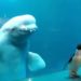 #Video Ballenas beluga juegan con un pingüino en acuario cerrado