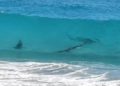 Avistamiento de tiburones en mirador de Cancún