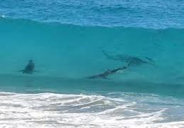 Avistamiento de tiburones en mirador de Cancún