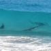 Avistamiento de tiburones en mirador de Cancún