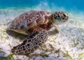 El confinamiento favorece a las tortugas en peligro de extinción