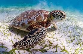 El confinamiento favorece a las tortugas en peligro de extinción
