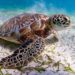 El confinamiento favorece a las tortugas en peligro de extinción