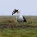 #Video Gaviota engulle un conejo vivo