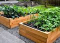 Las plantas más recomendadas para comenzar un huerto en casa