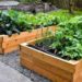 Las plantas más recomendadas para comenzar un huerto en casa