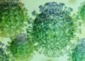 México con 141 muertes por coronavirus y 2 mil 785 casos confirmados