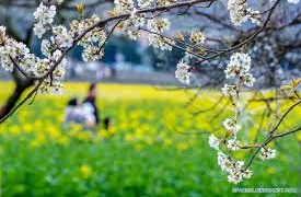 ¿A qué huele la primavera? Aquí una explicación científica