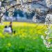 ¿A qué huele la primavera? Aquí una explicación científica