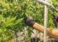 Legalización de marihuana podría ayudar a evitar una crisis