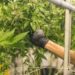 Legalización de marihuana podría ayudar a evitar una crisis