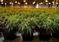 México, el país de América Latina con más patentes de cannabis