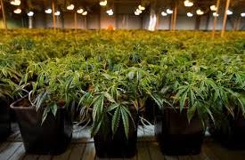 México, el país de América Latina con más patentes de cannabis