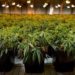 México, el país de América Latina con más patentes de cannabis