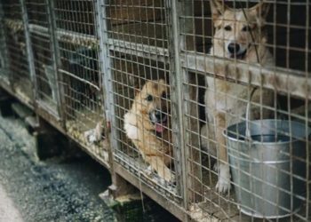 Ciudad china prohíbe el consumo alimenticio de perros