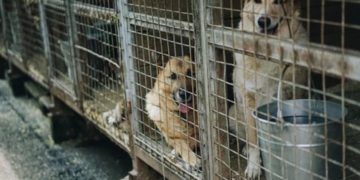 Ciudad china prohíbe el consumo alimenticio de perros