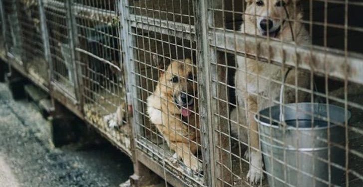 Ciudad china prohíbe el consumo alimenticio de perros