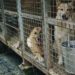 Ciudad china prohíbe el consumo alimenticio de perros