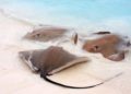 Llegan a playas de Holbox mantarrayas gigantes, delfines y aves
