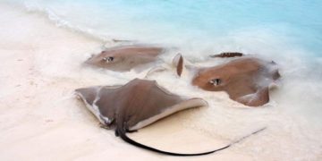 Llegan a playas de Holbox mantarrayas gigantes, delfines y aves
