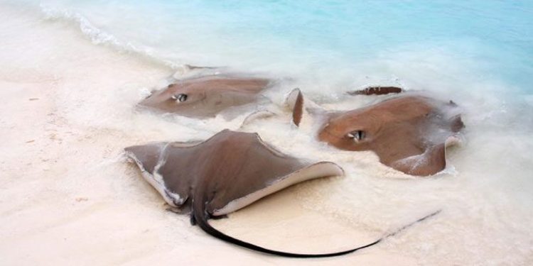 Llegan a playas de Holbox mantarrayas gigantes, delfines y aves