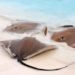 Llegan a playas de Holbox mantarrayas gigantes, delfines y aves