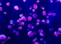 Miles de medusas en playas de Filipinas por inactividad durante cuarentena