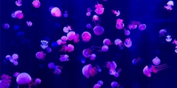 Miles de medusas en playas de Filipinas por inactividad durante cuarentena
